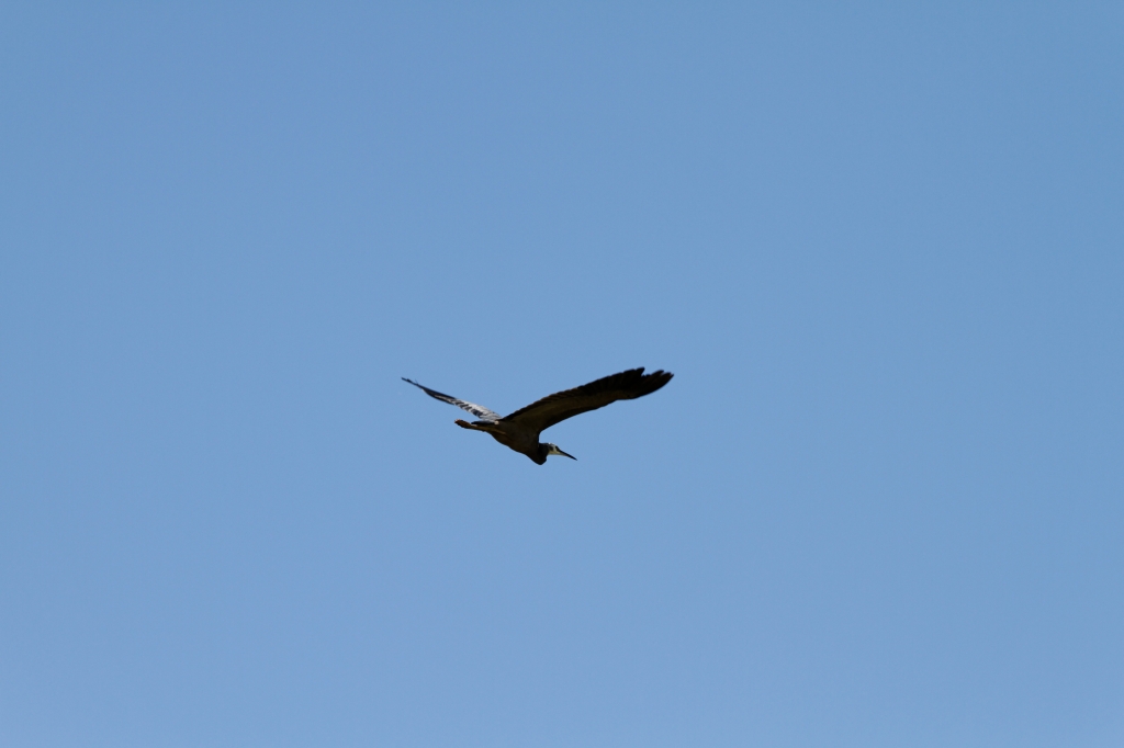 03 - Narawtapu NP (13) - Héron à face blanche.jpg